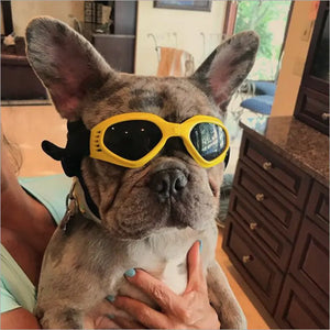 Pet Sunglasses